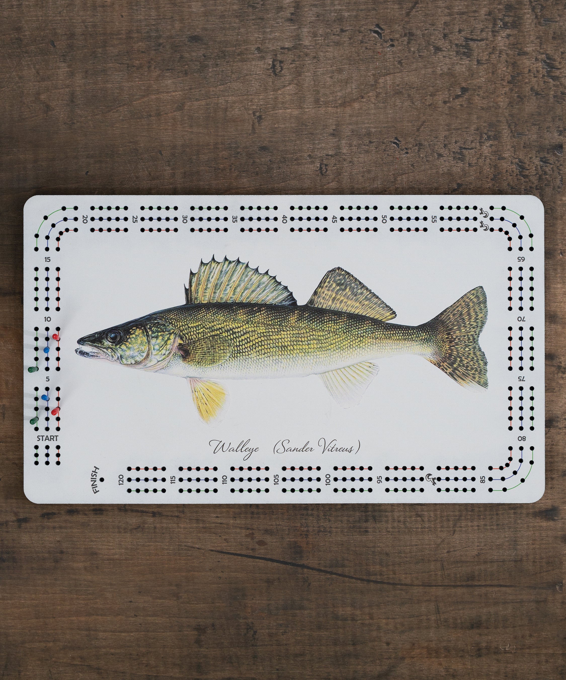 Walleye cribbage board with white and green fish artwork and built-in peg storage